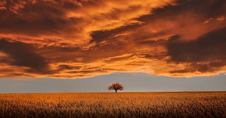A lone peaceful tree in a field with heavy clouds.
